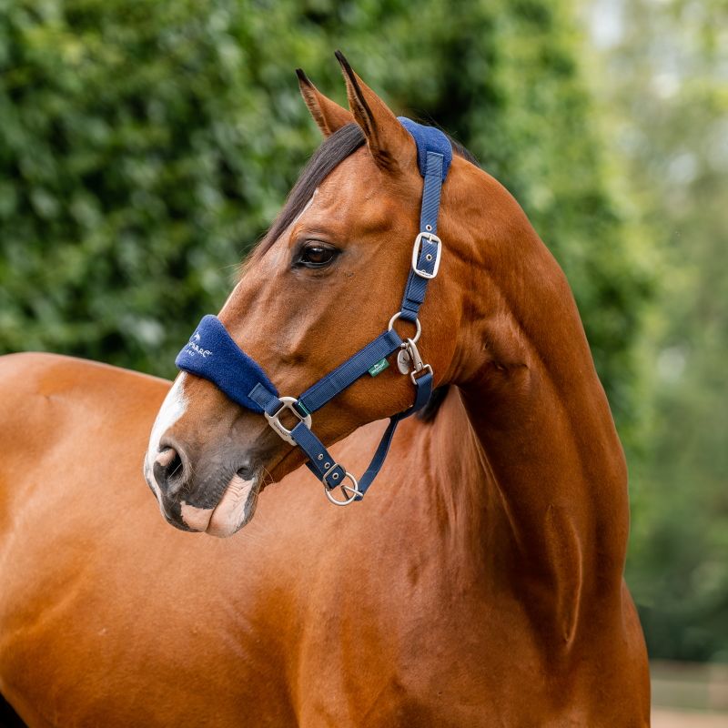 Licol Pour Cheval Réglable Avec Rembourrage – Taille XL, Couleur Verte – Polypropylène Résistant Et Laiton