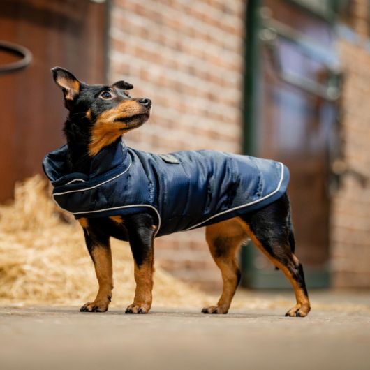Manteau chien Signature 200g - Horseware Manteau chien Signature 200g - Horseware