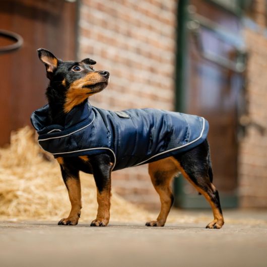 Manteau chien Signature 200g - Horseware