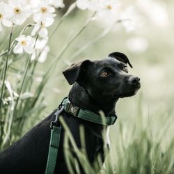 Collier pour chien Lézard - Kentucky