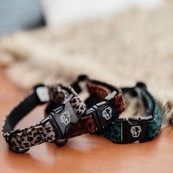 Collier pour chien Leopard - Kentucky