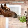 Balle de jeu à foin cheval - Waldhausen