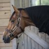 Anti stress cheval pour licol - Busy Buddy - Thinline