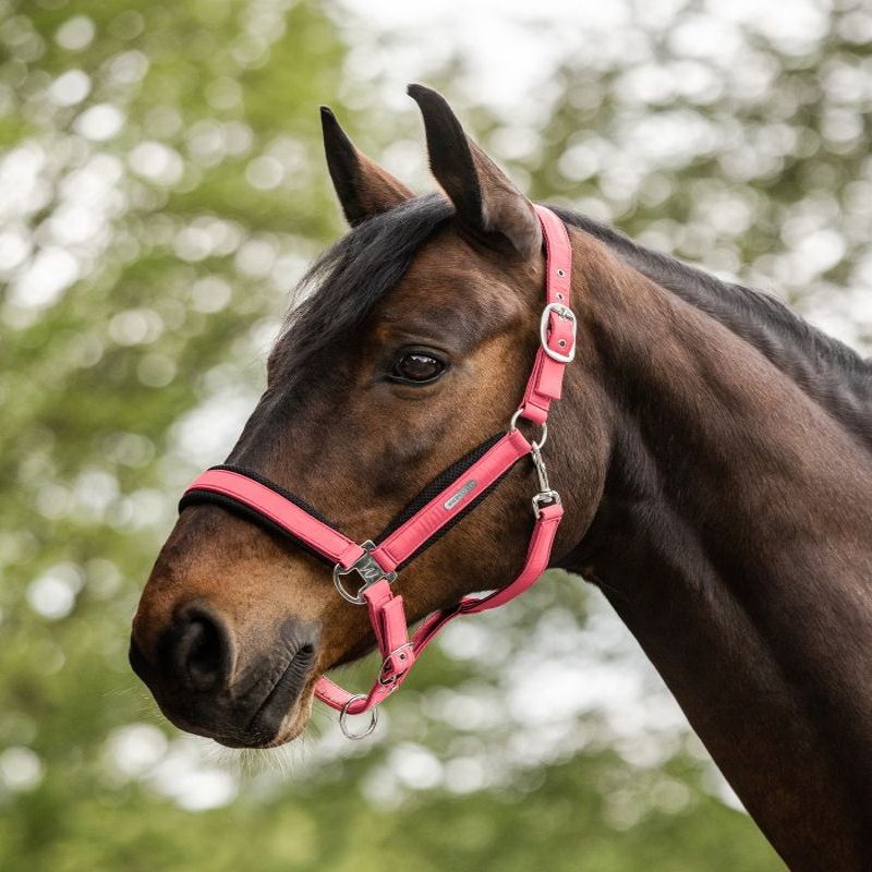 Licol cheval Breath - Waldhausen