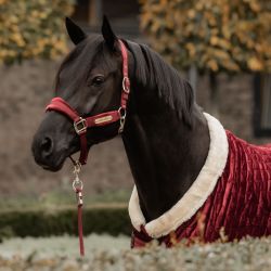 Licol cheval Velvet - Kentucky 