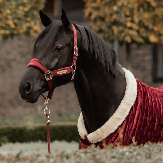 Licol cheval Velvet - Kentucky Licol cheval Velvet - Kentucky