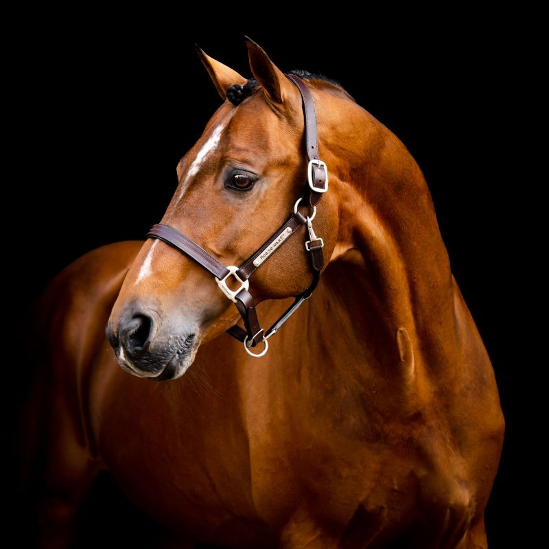 Licol cheval cuir Signature - Horseware 