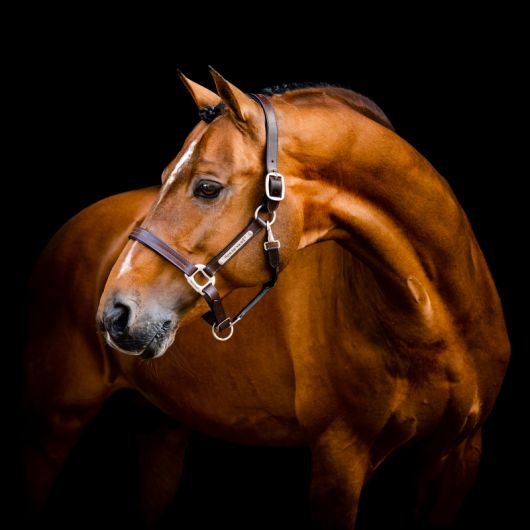 Licol cheval cuir Signature - Horseware 