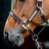 Licol cheval cuir Signature - Horseware 