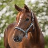 Licol nylon cheval Atheltic - Waldhausen 