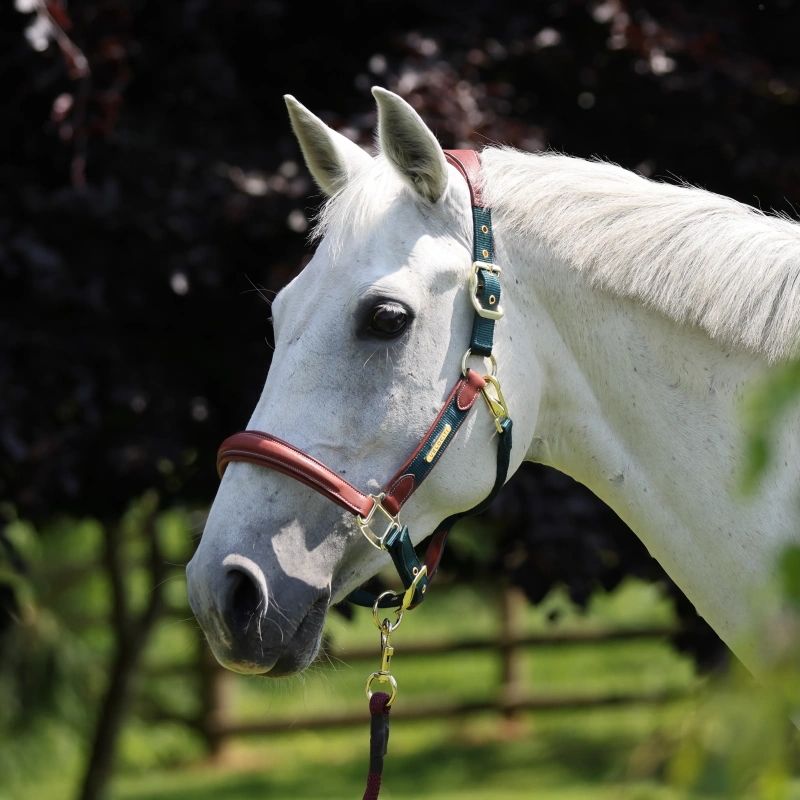 Licol cuir et nylon cheval Velociti Lusso - Shires 