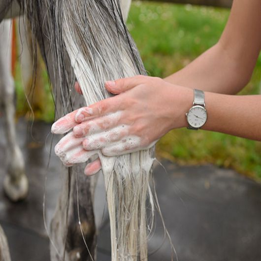 Shampoing anti-mouche cheval à la citronnelle - Gamme du Maréchal