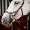 Bridon cheval cuir Micklem Competition 2 avec rênes - Horseware