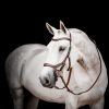Bridon cheval cuir Micklem Competition 2 avec rênes - Horseware