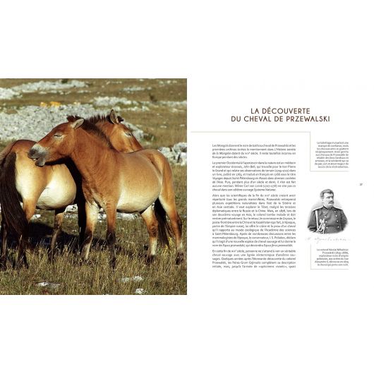 Le cheval de Przewalski - Buchet Chastel