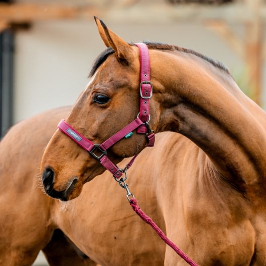 Licol + longe cheval Amigo - Horseware Licol + longe cheval Amigo - Horseware