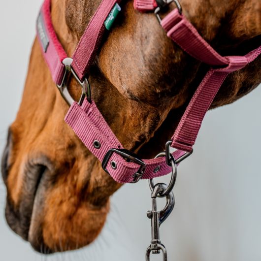 Licol + longe cheval Amigo - Horseware 