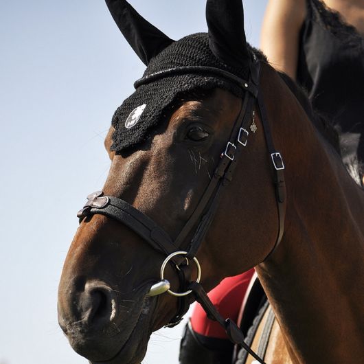 Bridon cheval cuir Evolution Soft T Contact - Ihwt