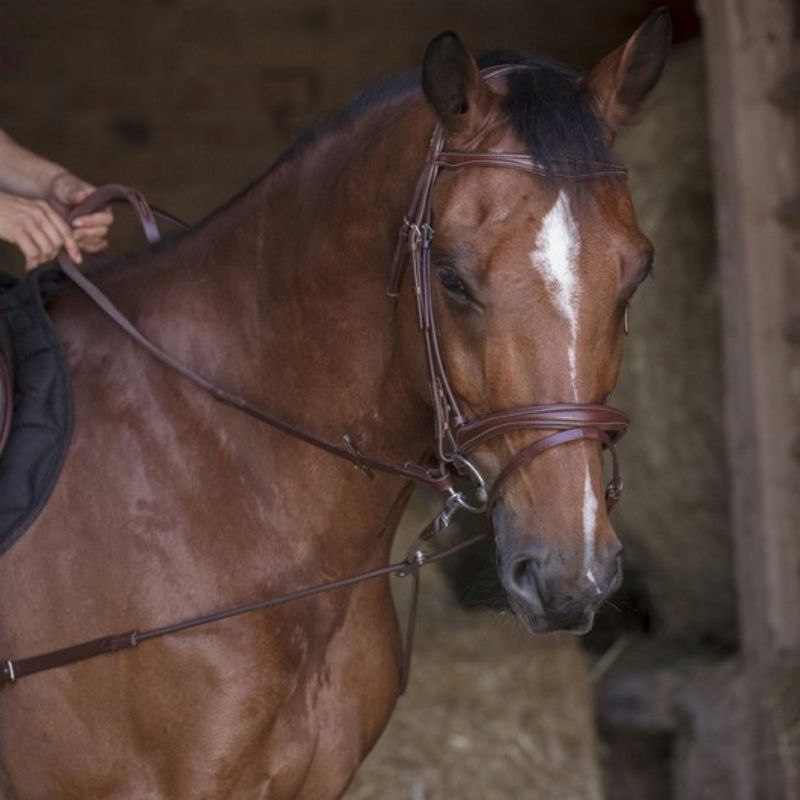 Enrênement élastiques à poulies cheval
