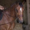Enrênement élastiques à poulies cheval