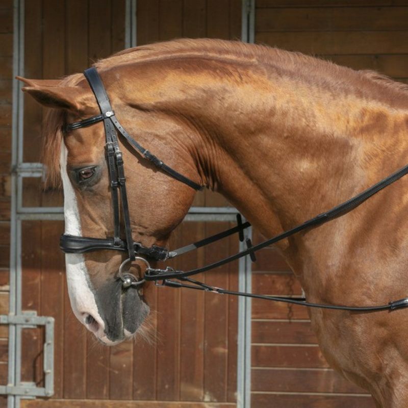 Enrênement élastiques à poulies cheval