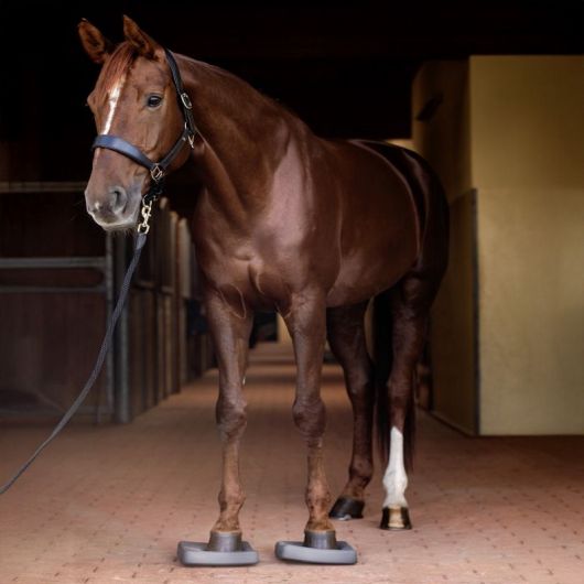 Semelles proprioception cheval Balance Health + (x2) - Waldhausen