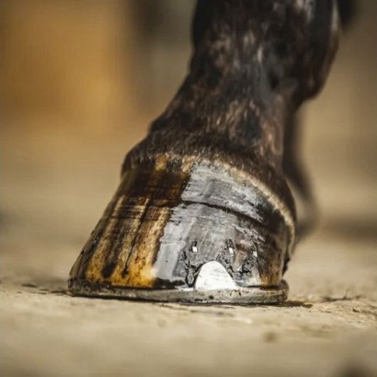 Huile sabot cheval cornucrescine arbre à thé Hoof Dressing Tea Tree - Carr & Day & Martin