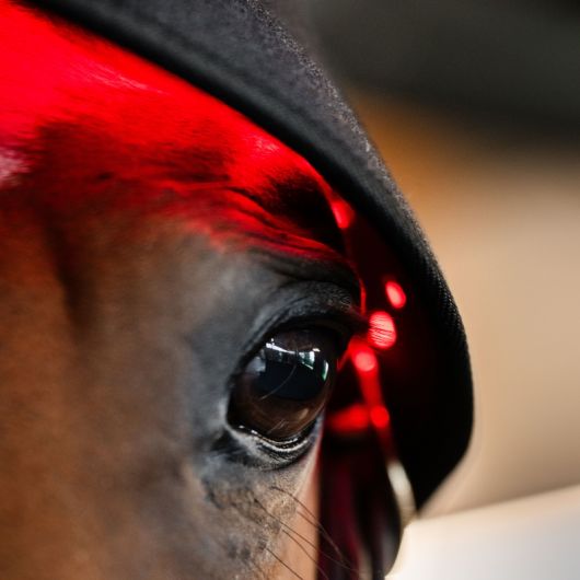 Protège nuque thérapeutique cheval LED Luminotherapie Poll Cap - Horseware  