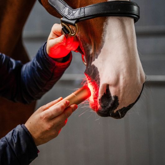 Stylo thérapeutique cheval LED Luminothérapie - Horseware
