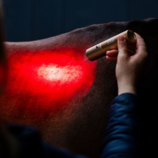 Stylo thérapeutique cheval LED Luminothérapie - Horseware