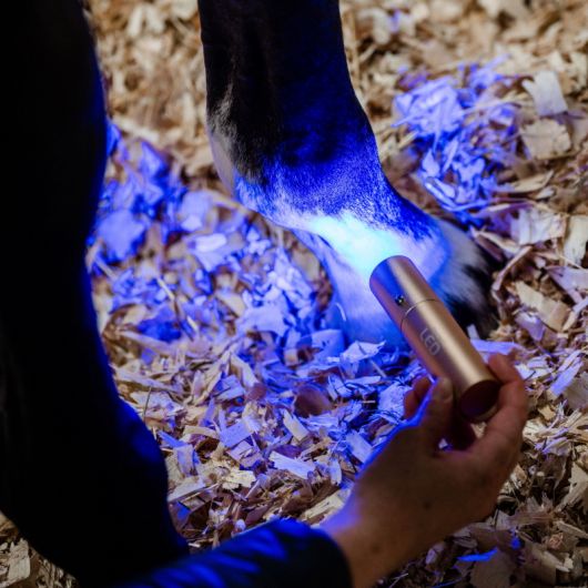 Stylo thérapeutique cheval LED Luminothérapie - Horseware