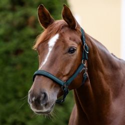 Licol nylon cheval Atheltic - Waldhausen 