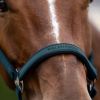 Licol nylon cheval Atheltic - Waldhausen 