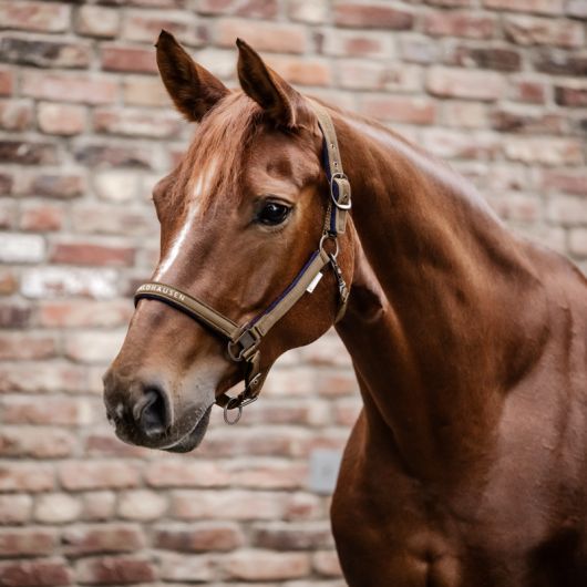 Licol nylon cheval Atheltic - Waldhausen 