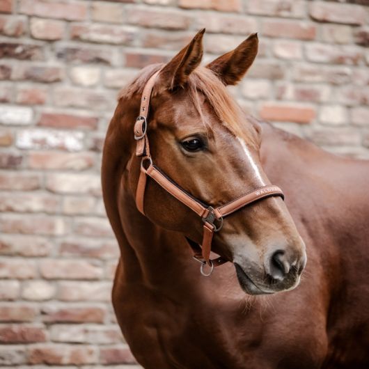 Licol nylon cheval Atheltic - Waldhausen Licol nylon cheval Atheltic - Waldhausen
