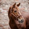 Licol nylon cheval Atheltic - Waldhausen 