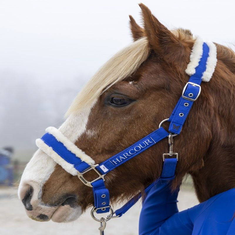 Licol et Longe cheval Teschic Adèle Devaillant - Harcour