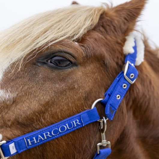 Licol et Longe cheval Teschic Adèle Devaillant - Harcour
