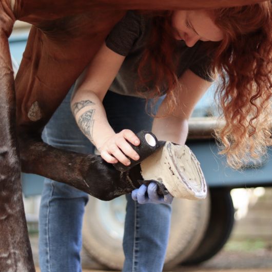 Hoof Clay - Argile sabot cheval - Alodis Care