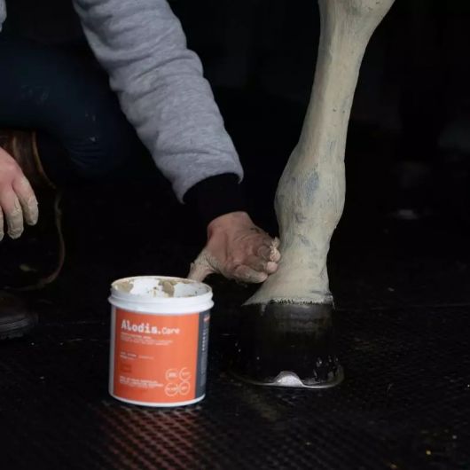 Tendi Flash - Argile de récupération sportive cheval - Alodis Care