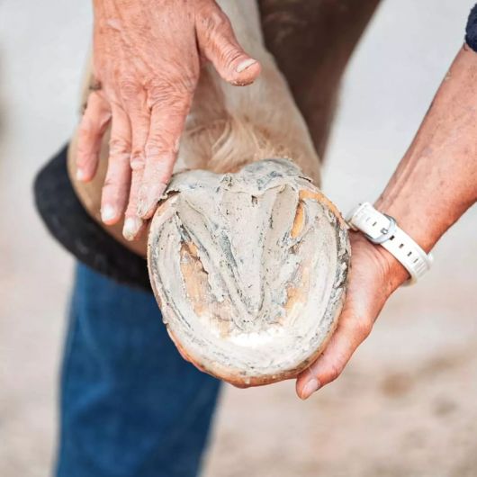 Pediplaste argile sabot cheval - Ravene