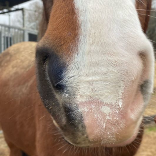 Solaren protection solaire cheval 300 ml - Animaderm