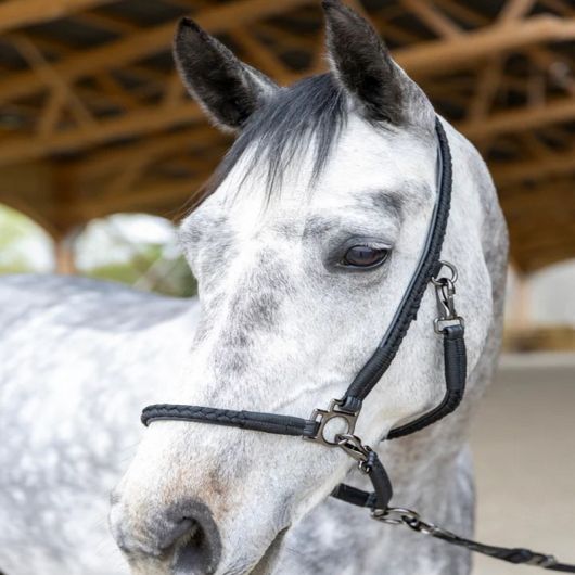 Licol grooming cheval Dialou - Pro-Confort Horsewear Licol grooming cheval Dialou - Pro-Confort Horsewear