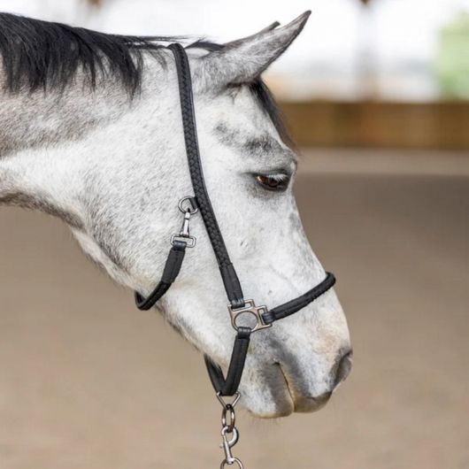 Licol grooming cheval Dialou - Pro-Confort Horsewear 