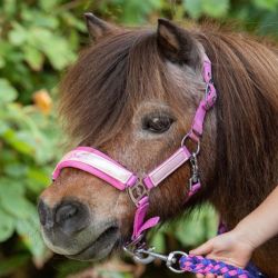 Licol et longe poney Diva - Harry's Horse