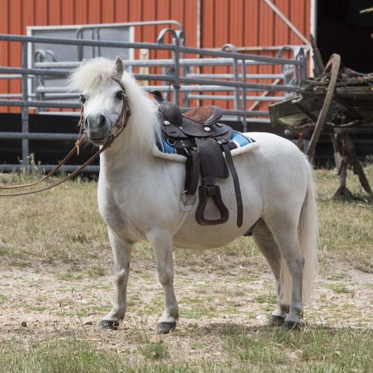 Selle western Arizona pyro floral