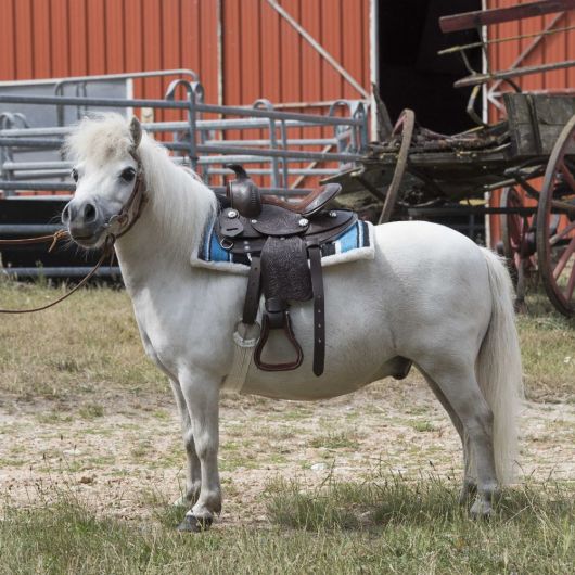 Selle western Arizona pyro floral