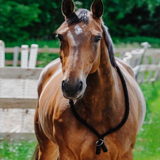 Collier d'encolure éthologique en corde