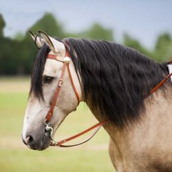Bridon western Two Tone Westride