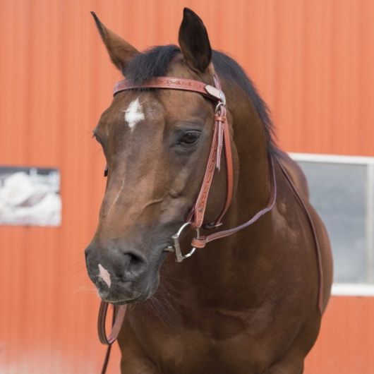 Bridon western Two Tone Westride